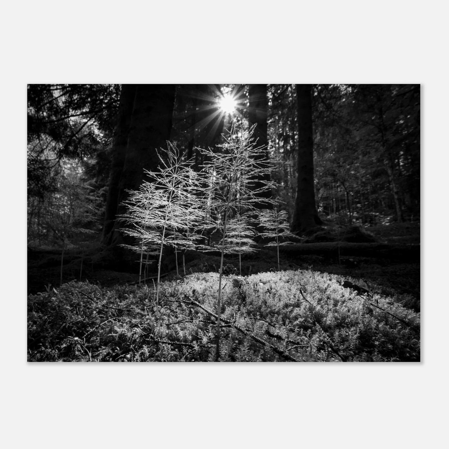 Miniatyrskog – Arboretet i Bergen | Premium plakat | Treramme - DanielfotoUten ramme21x29.7 cm / 8x12"