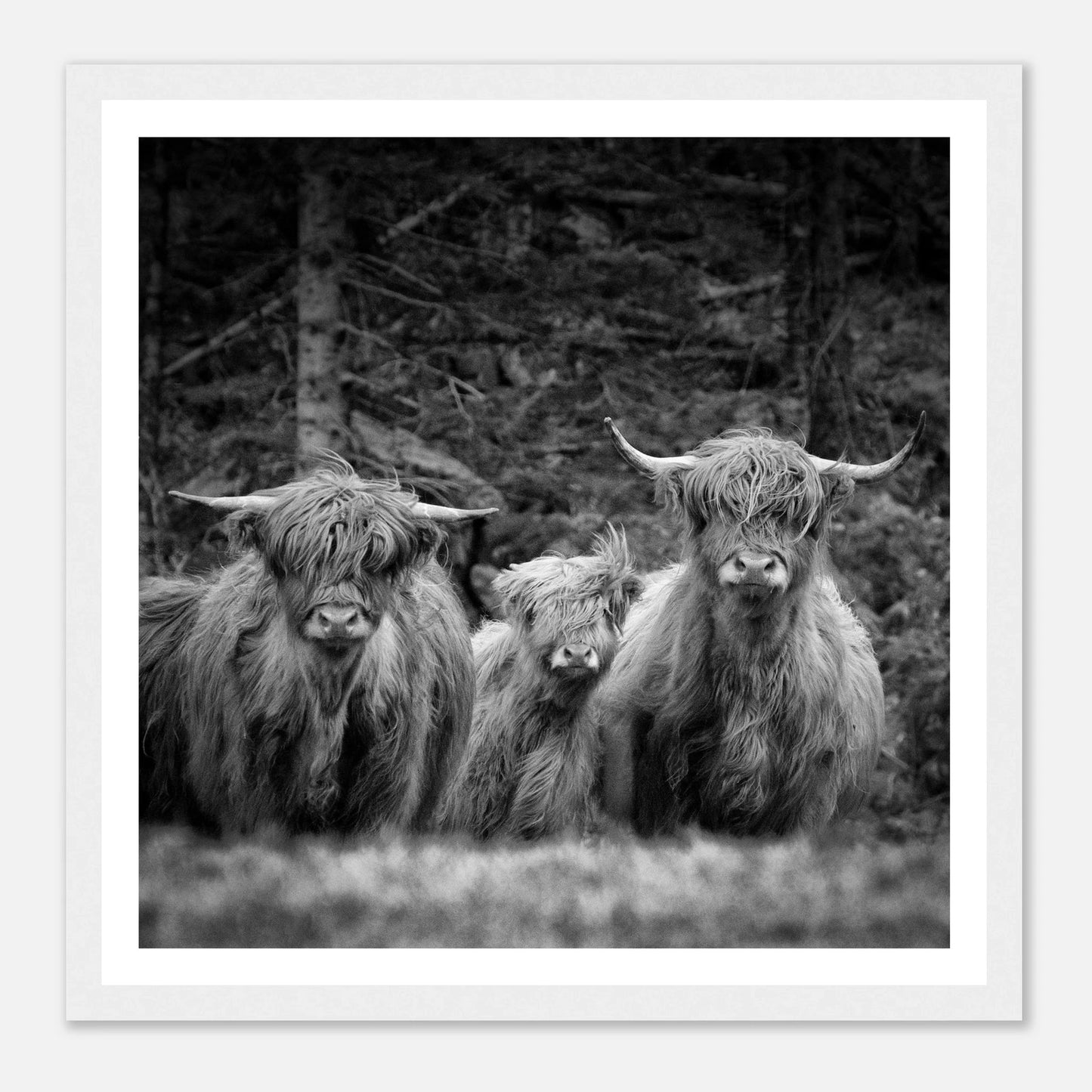 Sjøhus ved Lykling på Bømlo | Premium plakat i matt papir med treramme - Danielfoto50x50 cm / 20x20″Premium plakat i matt papir -