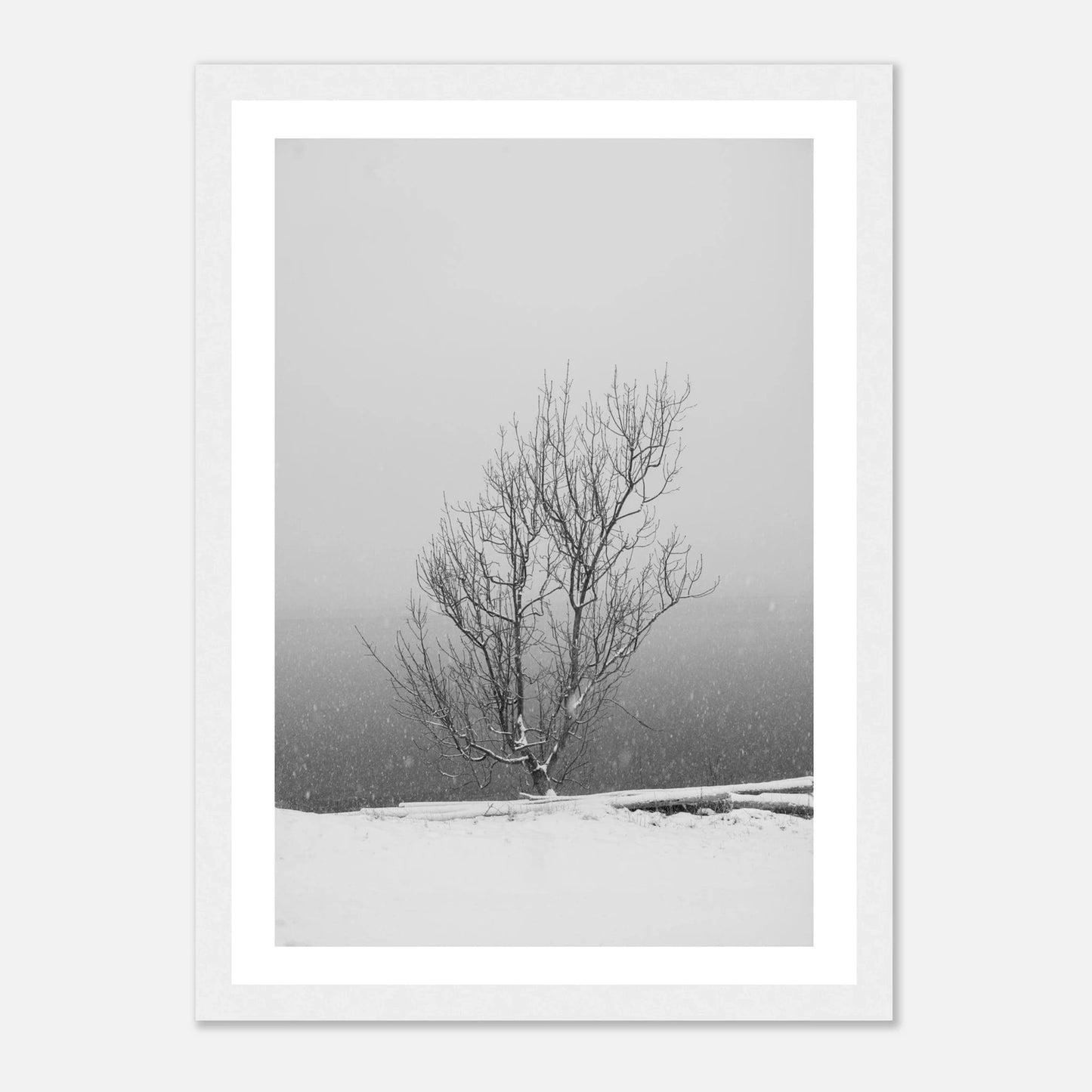 Enslig vintertre | Premium plakat | Treramme - DanielfotoPremium plakat i matt papirUten ramme21x29.7 cm / 8x12"