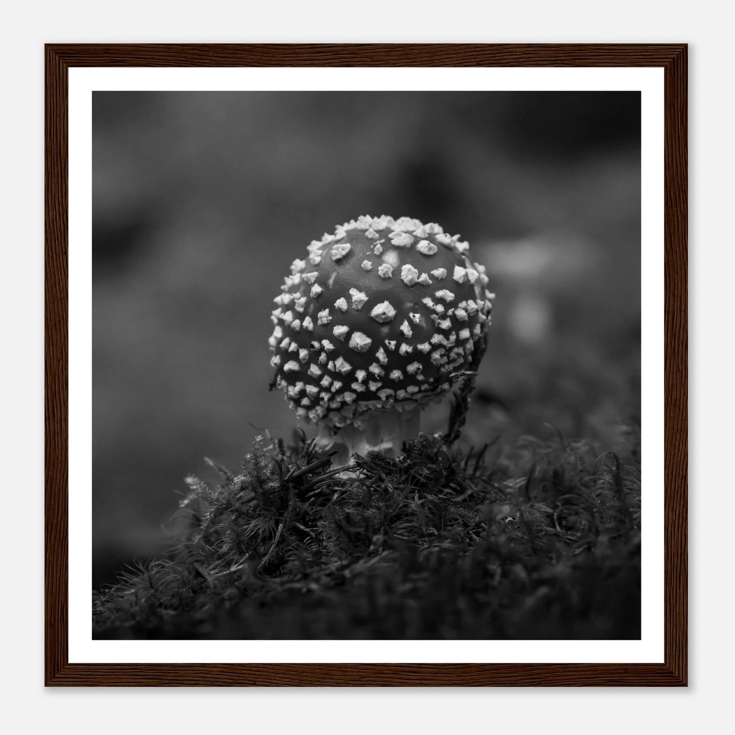 Fluesopp i Hardanger | Premium plakat | Treramme - Danielfoto30x30 cm / 12x12″Premium plakat i matt papir -