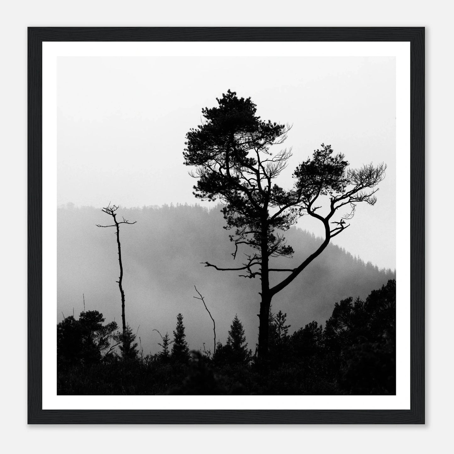 Tre i Hausdalen | Premium plakat | Treramme - Danielfoto70x70 cm / 28x28″Premium plakat i matt papir -