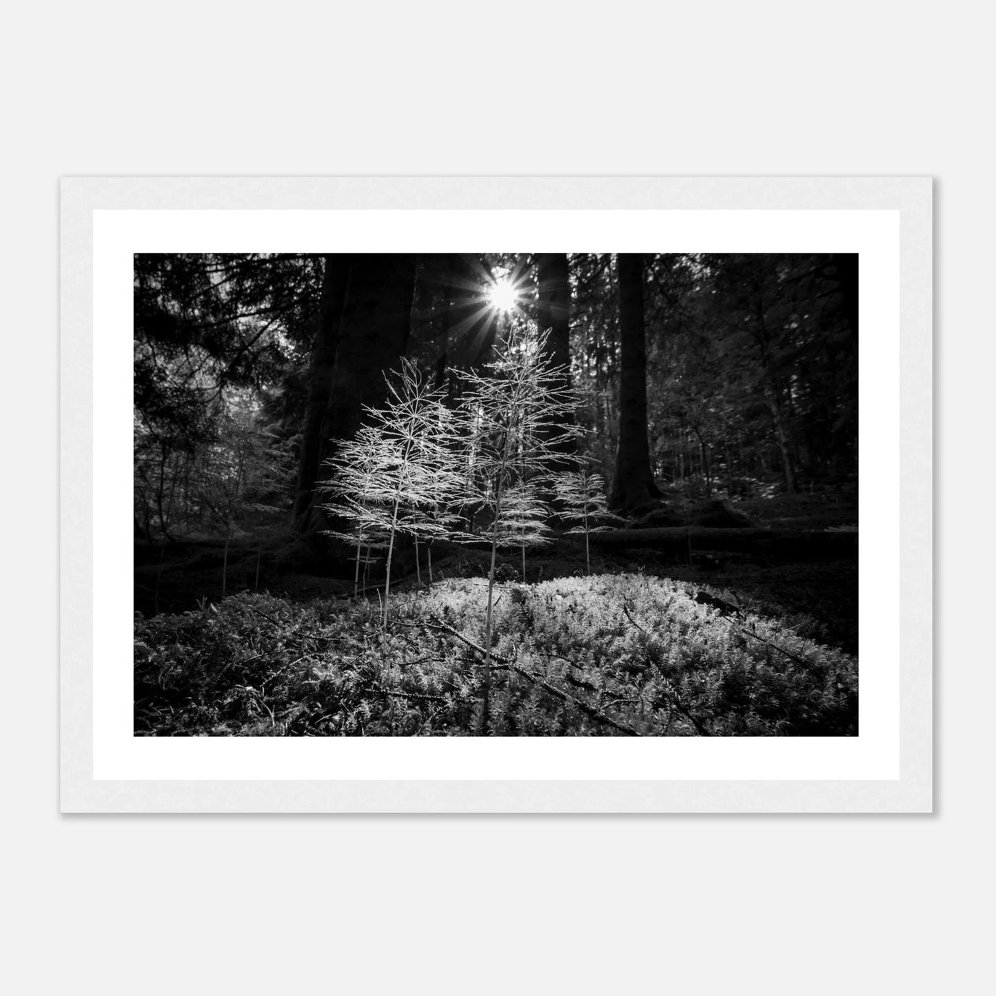 Miniatyrskog – Arboretet i Bergen | Premium plakat | Treramme - DanielfotoPremium plakat i matt papir med trerammeHvit ramme21x29.7 cm / 8x12"