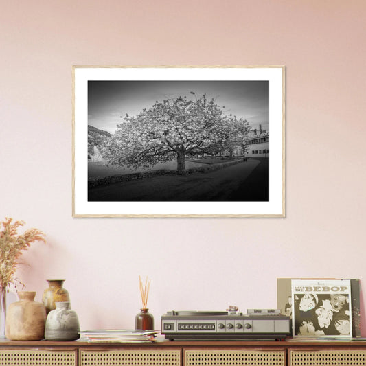 Kirsebærtre ved Festplassen i Bergen | Premium plakat | Treramme - DanielfotoUten ramme21x29.7 cm / 8x12"