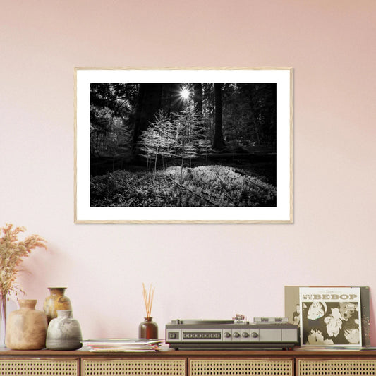 Miniatyrskog – Arboretet i Bergen | Premium plakat | Treramme - DanielfotoPremium plakat i matt papir med trerammeTreramme21x29.7 cm / 8x12"