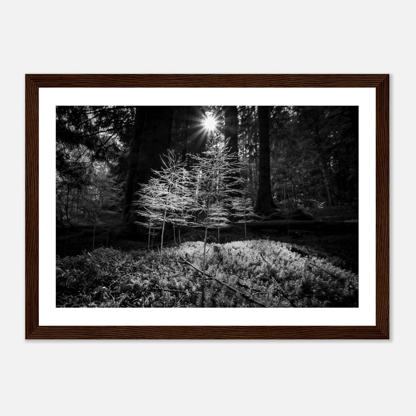 Miniatyrskog – Arboretet i Bergen | Premium plakat | Treramme - DanielfotoPremium plakat i matt papiruten rammeA2 (42 x 59.4 cm)