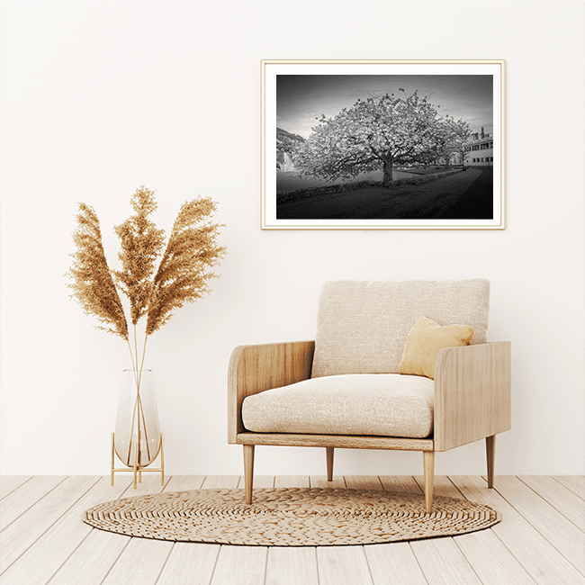 Kirsebærtre ved Festplassen i Bergen - DanielfotoKunsttrykk 45x30 cm