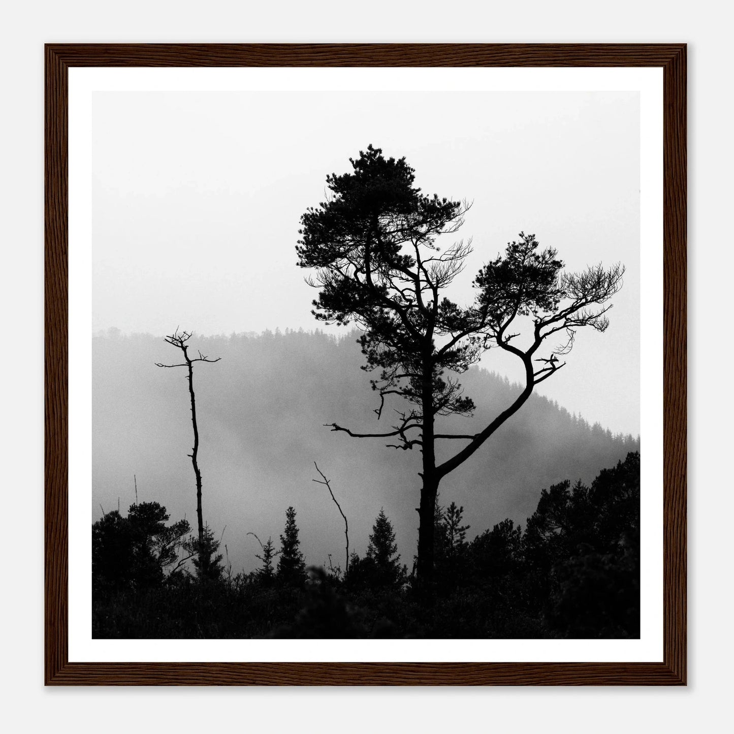 Tre i Hausdalen | Premium plakat | Treramme - Danielfoto70x70 cm / 28x28″Premium plakat i matt papir -