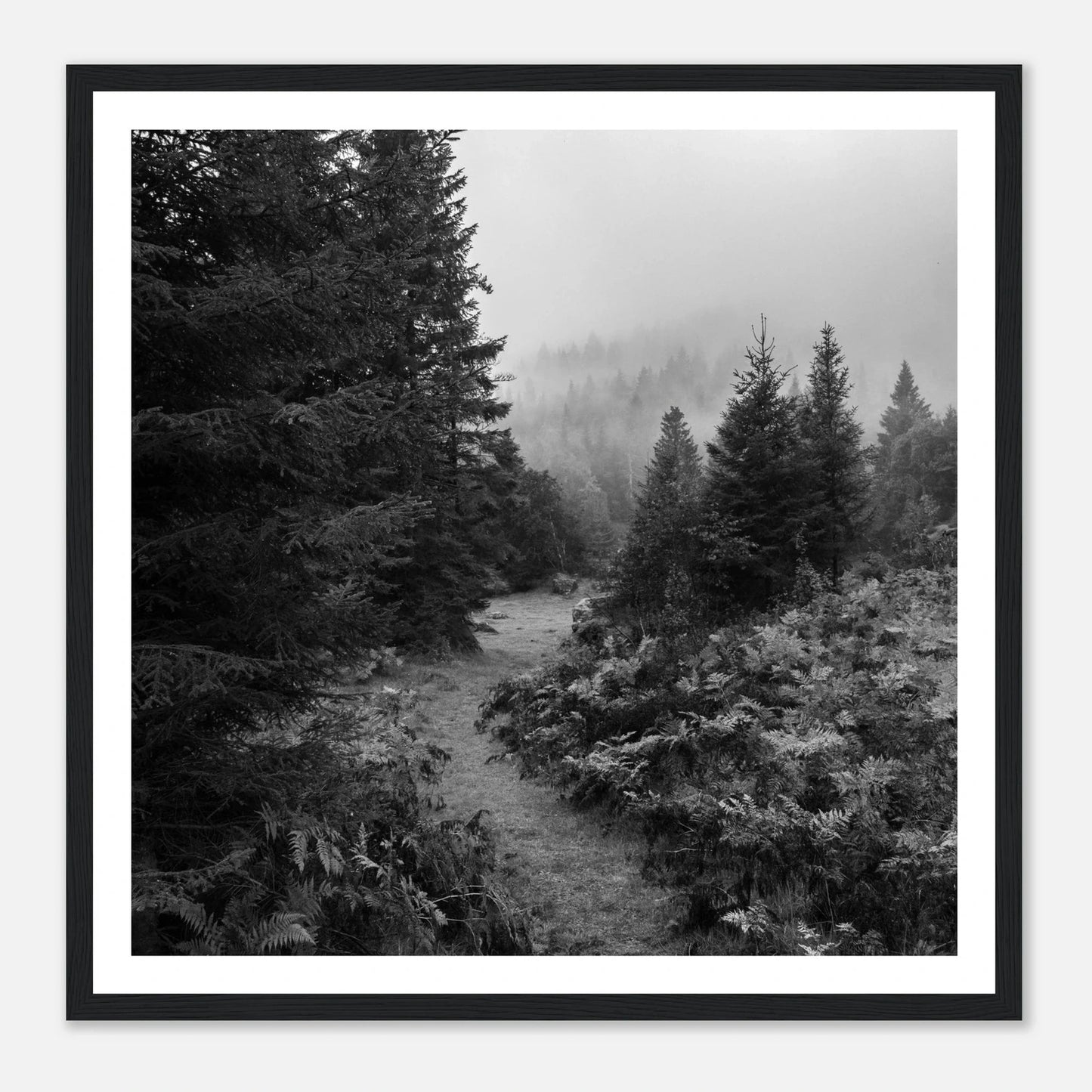 Tåkesti i Hardangerskogen | Premium plakat | Treramme - Danielfoto30x30 cm / 12x12″Premium plakat i matt papir -