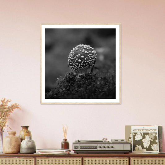 Fluesopp i Hardanger | Premium plakat | Treramme - Danielfoto30x30 cm / 12x12″Premium plakat i matt papir -