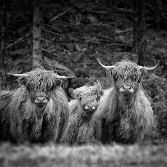 Høylandsfe på Vestlandet