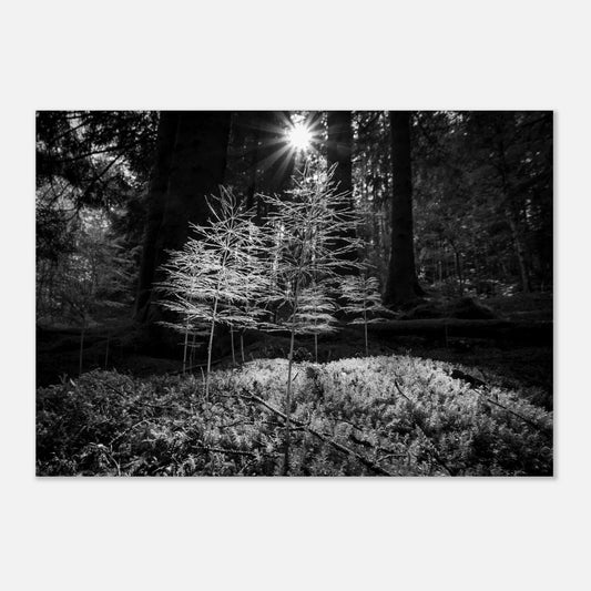 Miniatyrskog – Arboretet i Bergen | Premium plakat | Treramme - DanielfotoUten ramme21x29.7 cm / 8x12"
