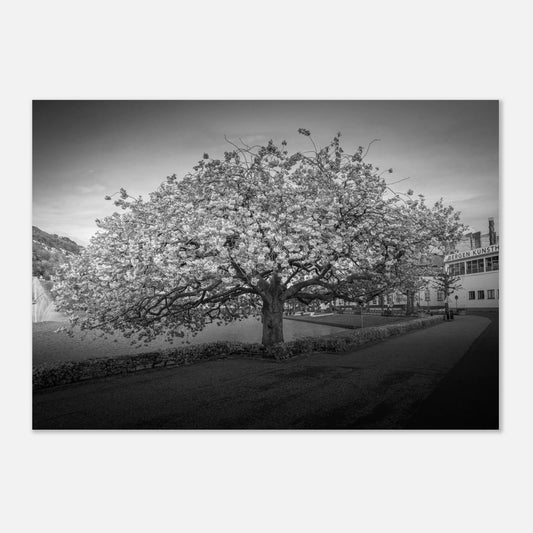 Kirsebærtre ved Festplassen i Bergen | Premium plakat | Treramme - DanielfotoUten ramme21x29.7 cm / 8x12"