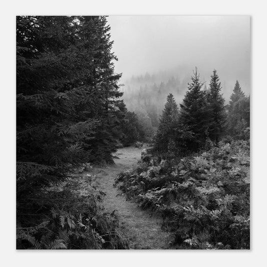 Tåkesti i Hardangerskogen | Premium plakat | Treramme - DanielfotoUten ramme30x30 cm / 12x12″