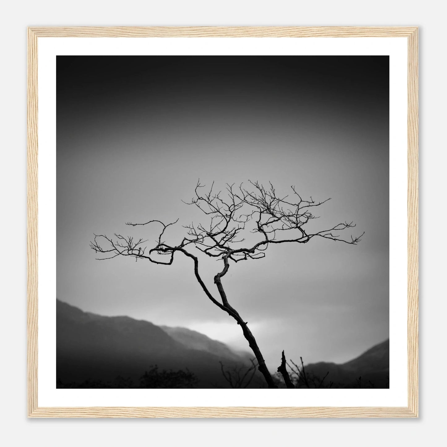Ensomt tre ved Bondhusvatnet | Premium plakat | Treramme - Danielfoto70x70 cm / 28x28″Premium plakat i matt papir - 