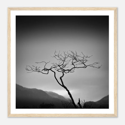 Ensomt tre ved Bondhusvatnet | Premium plakat | Treramme - Danielfoto70x70 cm / 28x28″Premium plakat i matt papir - 