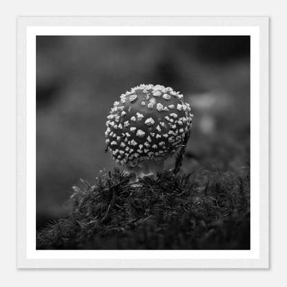 Fluesopp i Hardanger | Premium plakat | Treramme - Danielfoto30x30 cm / 12x12″Premium plakat i matt papir - 
