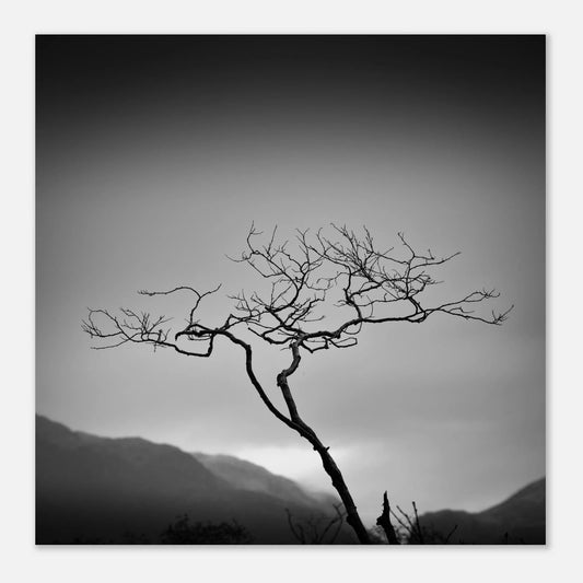 Ensomt tre ved Bondhusvatnet | Premium plakat | Treramme - DanielfotoUten ramme30x30 cm / 12x12″