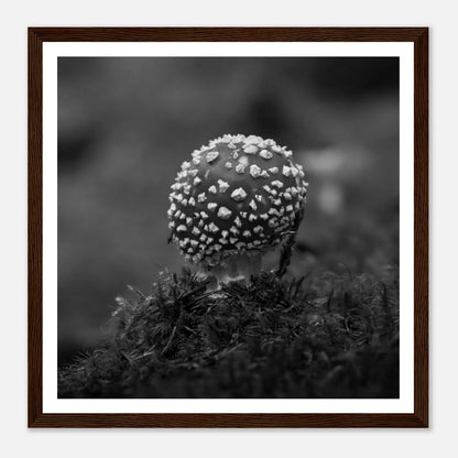 Fluesopp i Hardanger | Premium plakat | Treramme - Danielfoto30x30 cm / 12x12″Premium plakat i matt papir - 