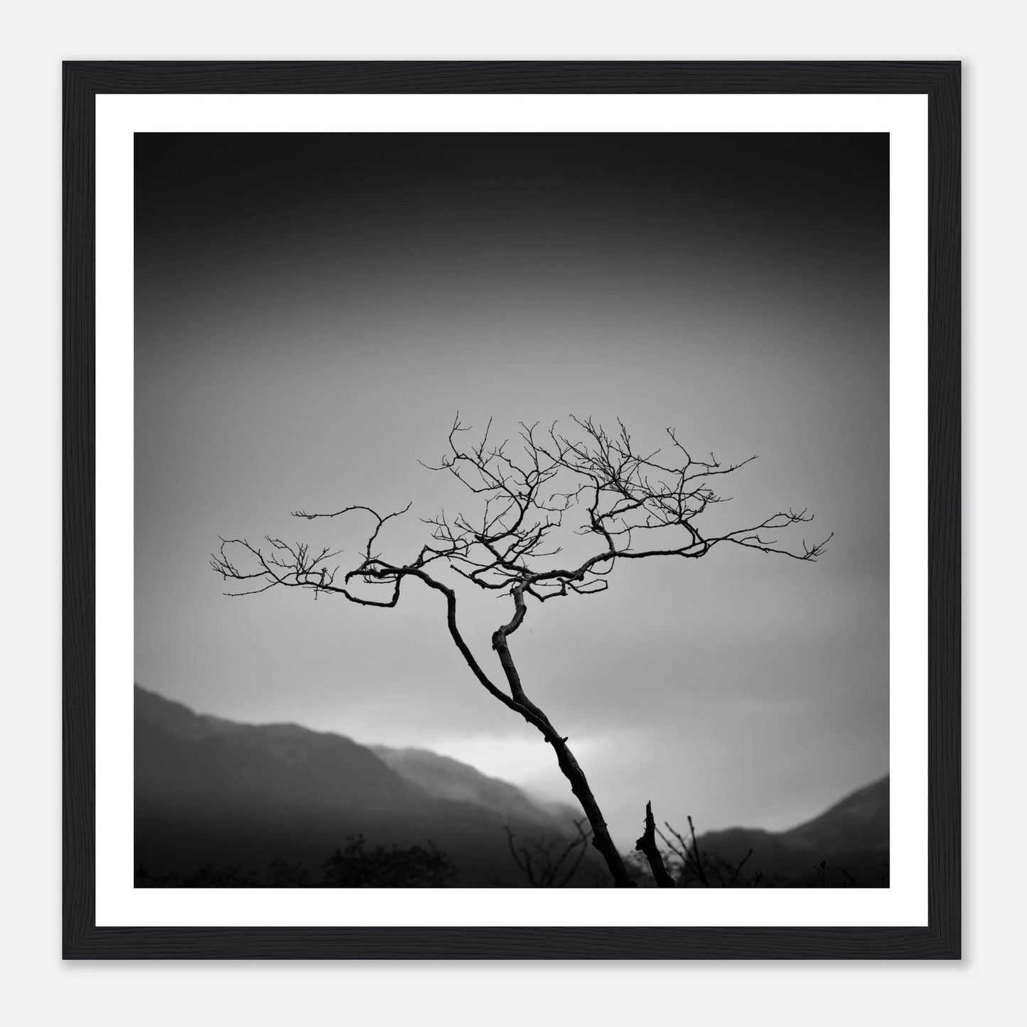 Ensomt tre ved Bondhusvatnet | Premium plakat | Treramme - Danielfoto70x70 cm / 28x28″Premium plakat i matt papir - 