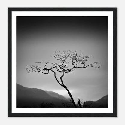 Ensomt tre ved Bondhusvatnet | Premium plakat | Treramme - Danielfoto70x70 cm / 28x28″Premium plakat i matt papir - 