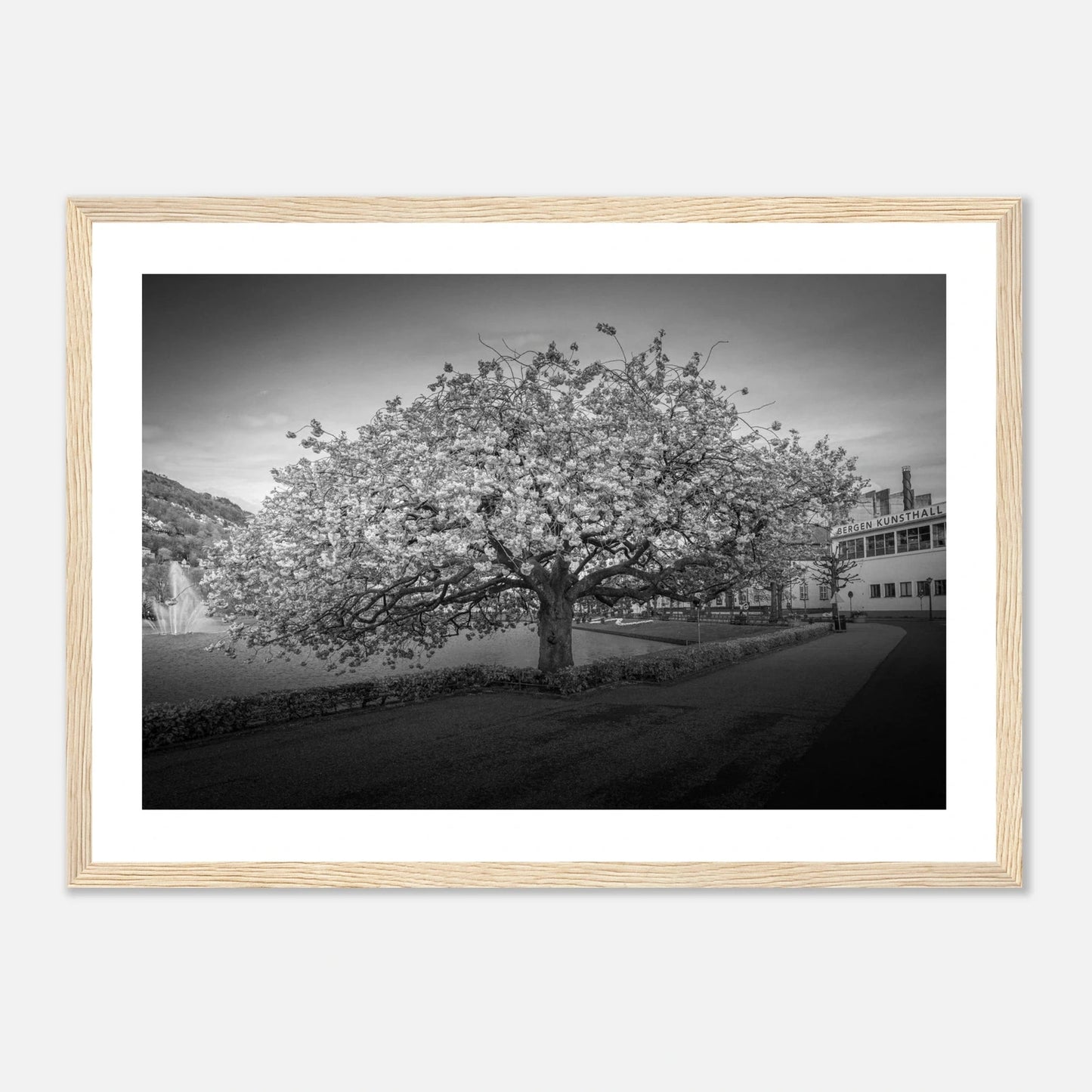 Kirsebærtre ved Festplassen i Bergen | Premium plakat | Treramme - DanielfotoTreramme21x29.7 cm / 8x12"