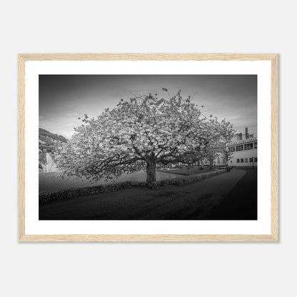 Kirsebærtre ved Festplassen i Bergen | Premium plakat | Treramme - DanielfotoTreramme21x29.7 cm / 8x12"