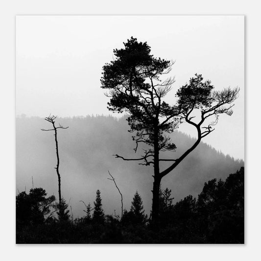 Tre i Hausdalen | Premium plakat | Treramme - DanielfotoUten ramme30x30 cm / 12x12″