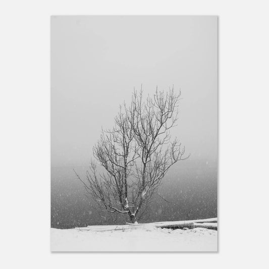 Enslig vintertre | Premium plakat | Treramme - DanielfotoUten ramme21x29.7 cm / 8x12"