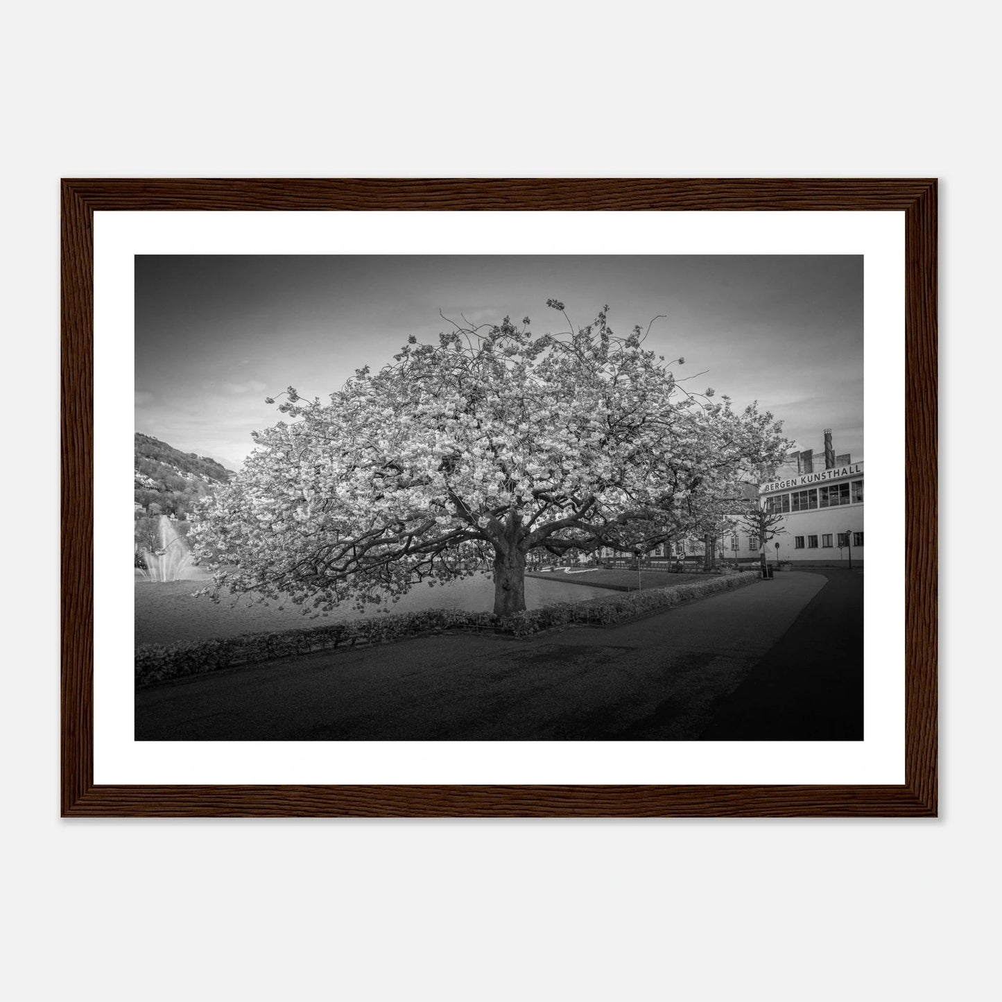 Kirsebærtre ved Festplassen i Bergen | Premium plakat | Treramme - DanielfotoMørk treramme21x29.7 cm / 8x12"
