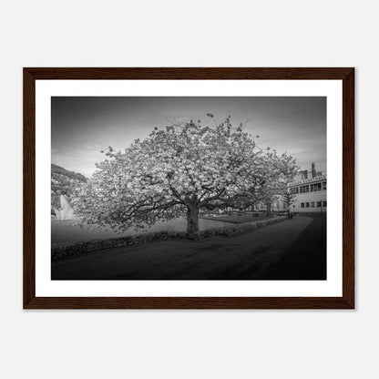 Kirsebærtre ved Festplassen i Bergen | Premium plakat | Treramme - DanielfotoMørk treramme21x29.7 cm / 8x12"