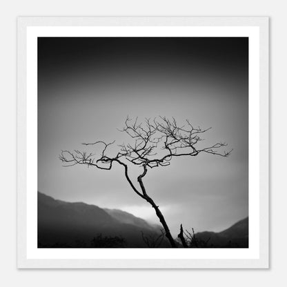 Ensomt tre ved Bondhusvatnet | Premium plakat | Treramme - Danielfoto70x70 cm / 28x28″Premium plakat i matt papir - 