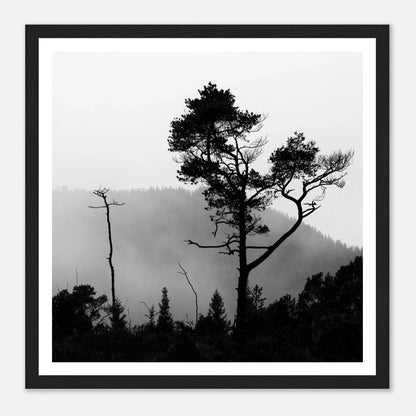 Tre i Hausdalen | Premium plakat | Treramme - Danielfoto70x70 cm / 28x28″Premium plakat i matt papir - 