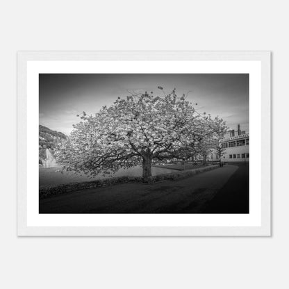 Kirsebærtre ved Festplassen i Bergen | Premium plakat | Treramme - DanielfotoHvit ramme21x29.7 cm / 8x12"