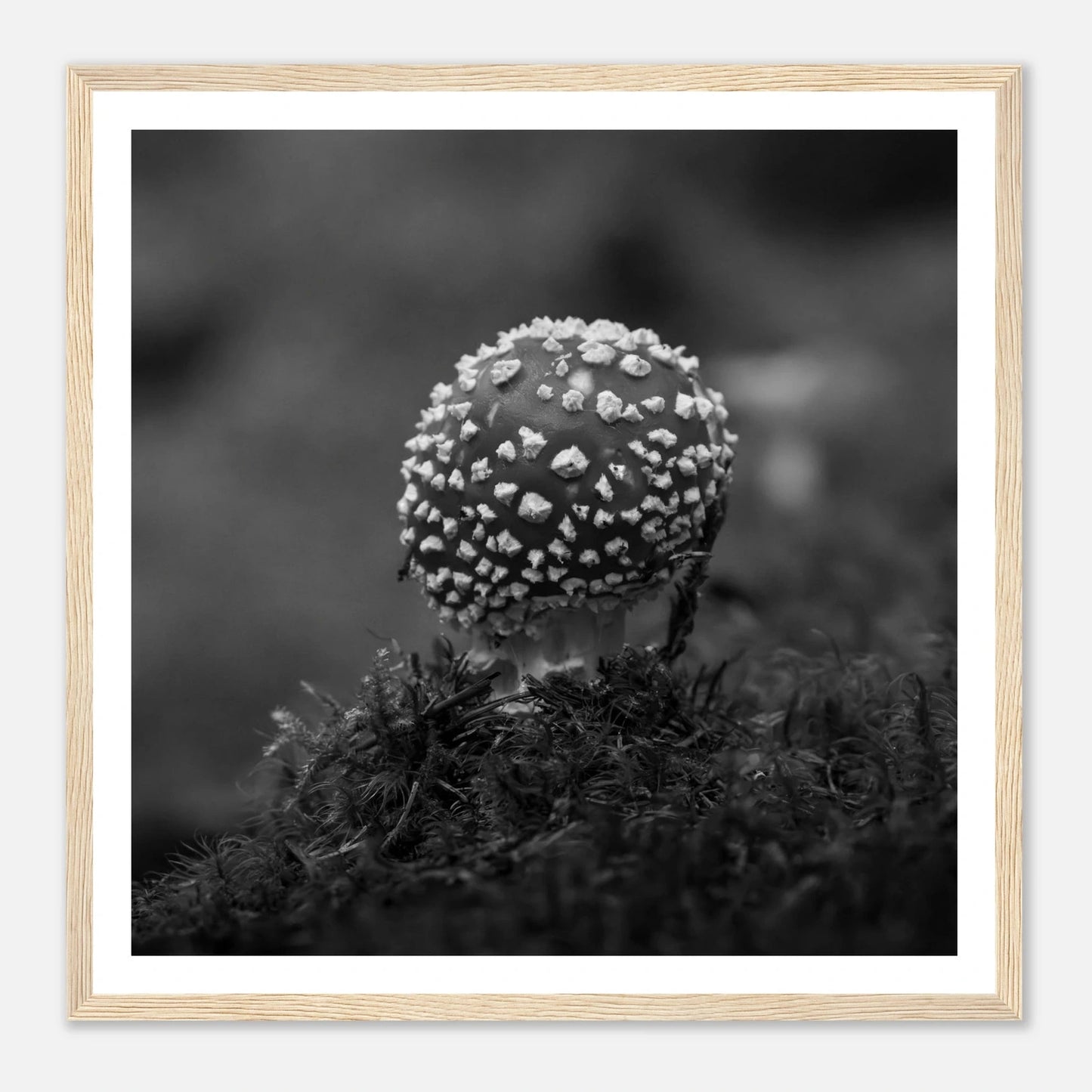 Fluesopp i Hardanger | Premium plakat | Treramme - Danielfoto30x30 cm / 12x12″Premium plakat i matt papir - 