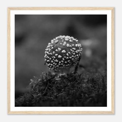 Fluesopp i Hardanger | Premium plakat | Treramme - Danielfoto30x30 cm / 12x12″Premium plakat i matt papir - 