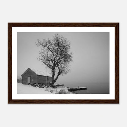 Kirsebærtre ved Festplassen i Bergen | Premium plakat | Treramme - DanielfotoA1 (59.4 x 84.1 cm)Premium plakat i matt papir - 