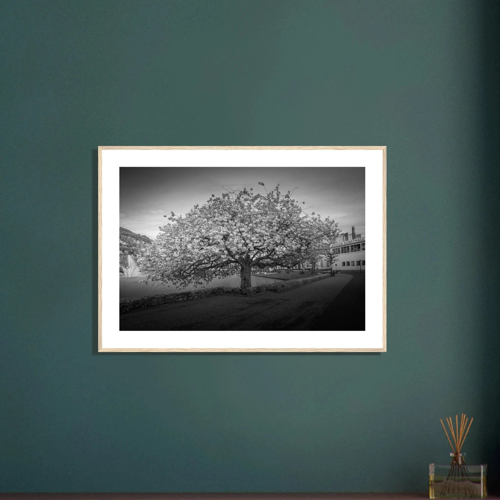 Kirsebærtre ved Festplassen i Bergen | Premium plakat | Treramme - DanielfotoSvart ramme21x29.7 cm / 8x12"