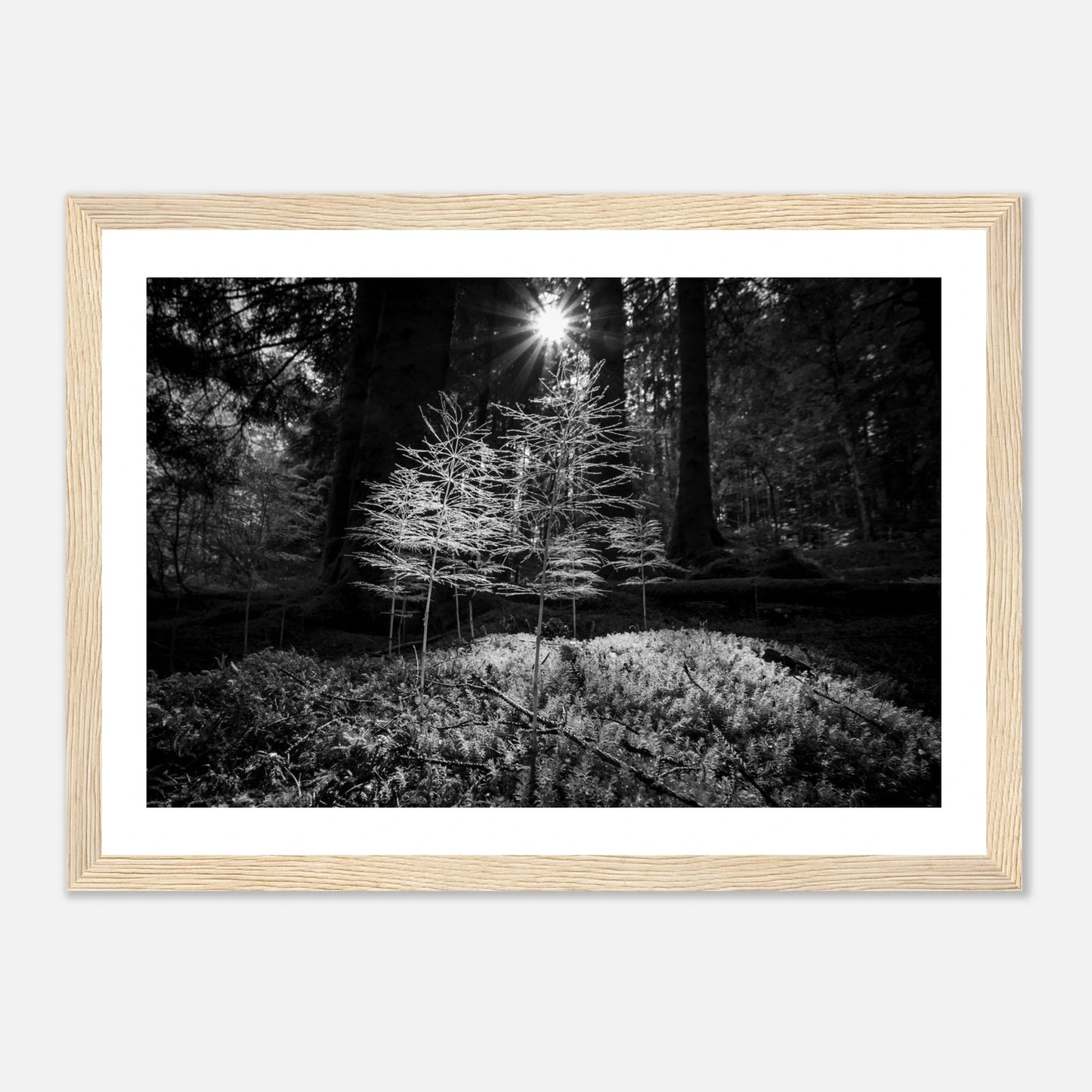 Miniatyrskog – Arboretet i Bergen | Premium plakat | Treramme - DanielfotoPremium plakat i matt papir med trerammeSvart ramme21x29.7 cm / 8x12"