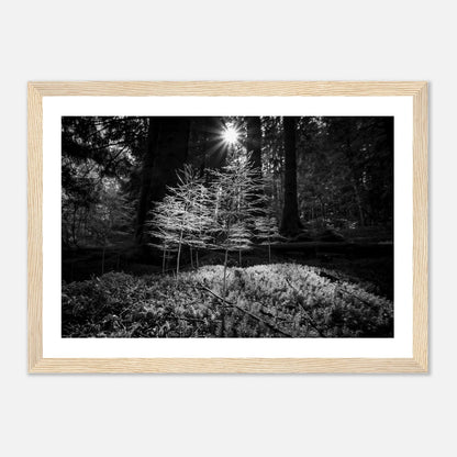 Miniatyrskog – Arboretet i Bergen | Premium plakat | Treramme - DanielfotoPremium plakat i matt papir med trerammeSvart ramme21x29.7 cm / 8x12"