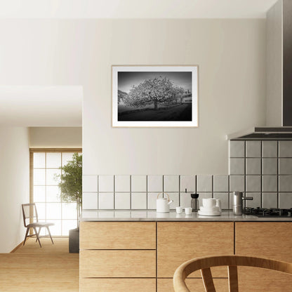 Kirsebærtre ved Festplassen i Bergen | Premium plakat | Treramme - DanielfotoSvart ramme21x29.7 cm / 8x12"
