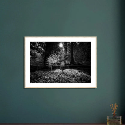 Miniatyrskog – Arboretet i Bergen | Premium plakat | Treramme - DanielfotoPremium plakat i matt papir med trerammeTreramme21x29.7 cm / 8x12"