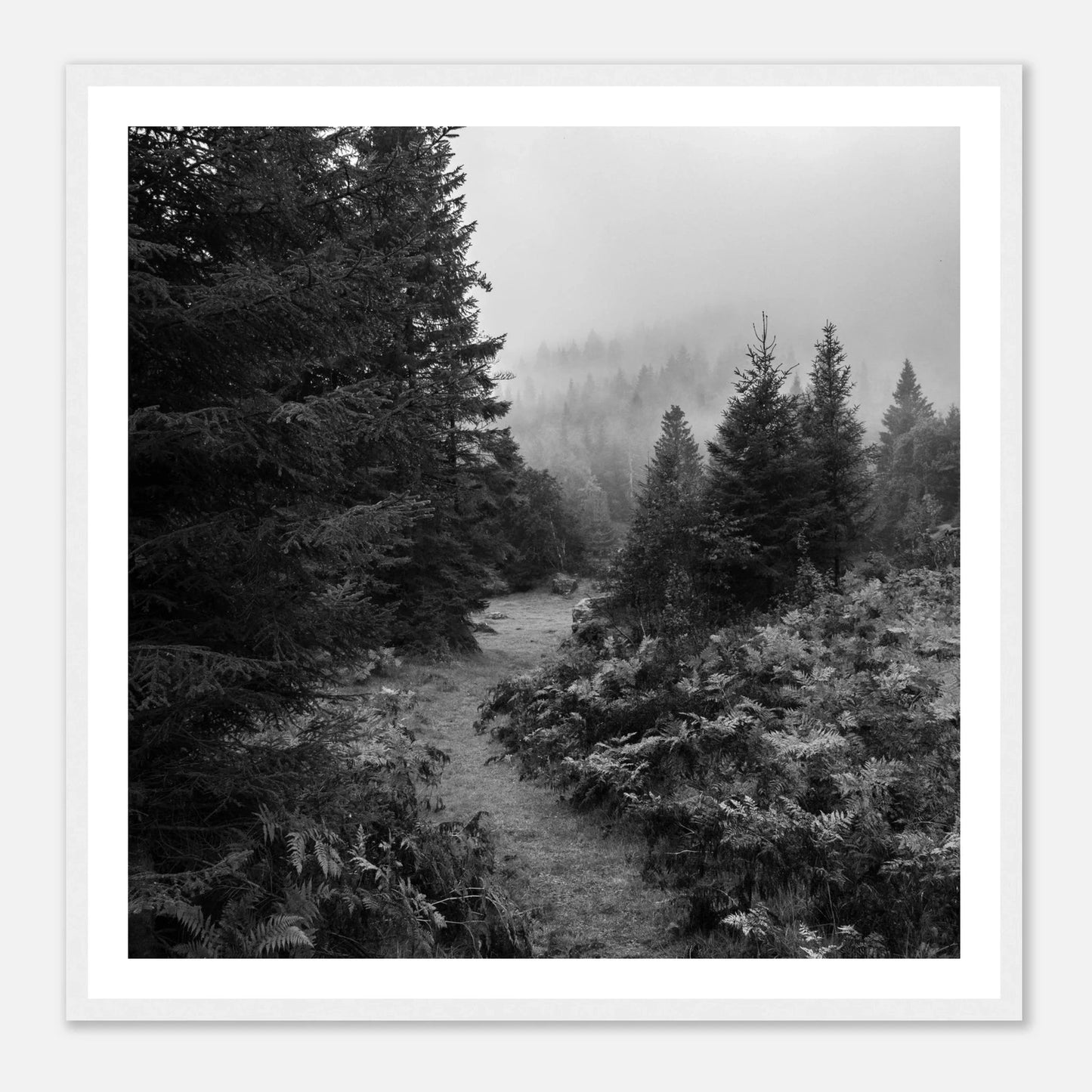 Tåkesti i Hardangerskogen | Premium plakat | Treramme - Danielfoto30x30 cm / 12x12″Premium plakat i matt papir - 