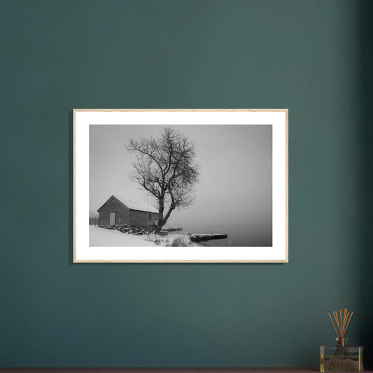 Kirsebærtre ved Festplassen i Bergen | Premium plakat | Treramme - DanielfotoA1 (59.4 x 84.1 cm)Premium plakat i matt papir - 