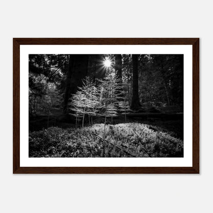 Miniatyrskog – Arboretet i Bergen | Premium plakat | Treramme - DanielfotoPremium plakat i matt papiruten rammeA2 (42 x 59.4 cm)