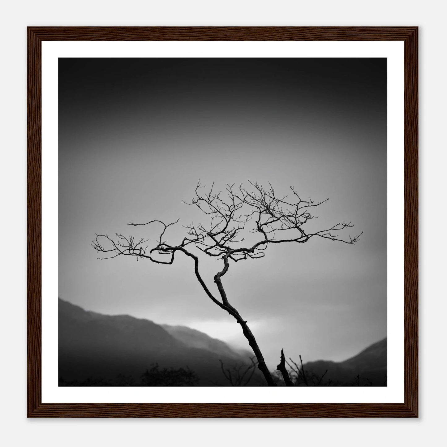 Ensomt tre ved Bondhusvatnet | Premium plakat | Treramme - Danielfoto70x70 cm / 28x28″Premium plakat i matt papir - 