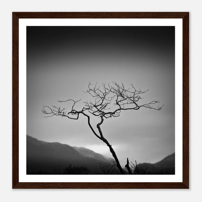 Ensomt tre ved Bondhusvatnet | Premium plakat | Treramme - Danielfoto70x70 cm / 28x28″Premium plakat i matt papir - 