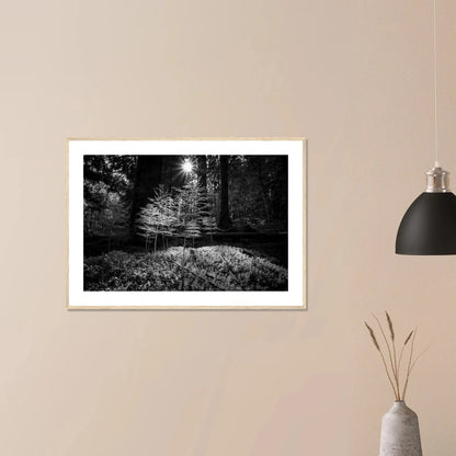 Miniatyrskog – Arboretet i Bergen | Premium plakat | Treramme - DanielfotoPremium plakat i matt papir med trerammeTreramme21x29.7 cm / 8x12"