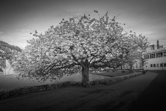 Kirsebærtre ved Festplassen i Bergen - DanielfotoKunsttrykk 45x30 cm