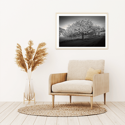 Kirsebærtre ved Festplassen i Bergen - DanielfotoKunsttrykk 45x30 cm
