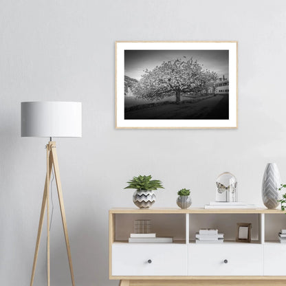 Kirsebærtre ved Festplassen i Bergen | Premium plakat | Treramme - DanielfotoUten ramme21x29.7 cm / 8x12"